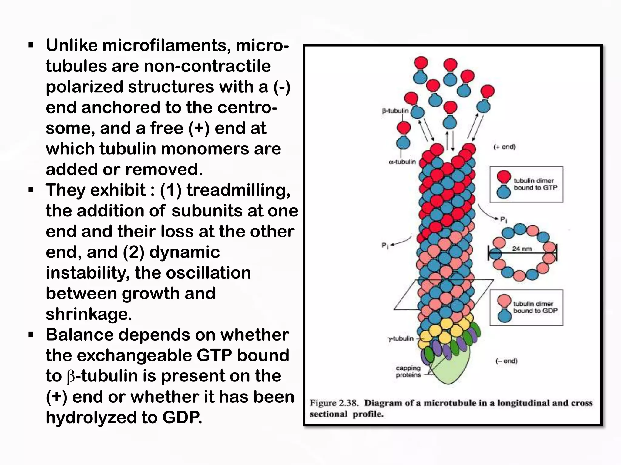 Microtubules and molecular motors | PPTX
