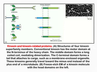Microtubules and molecular motors | PPTX