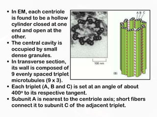 Microtubules and molecular motors | PPTX