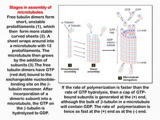 Microtubules and molecular motors | PPTX