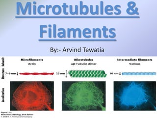Microtubules &
Filaments
By:- Arvind Tewatia
 
