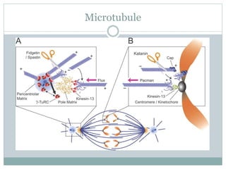 Microtubule
 