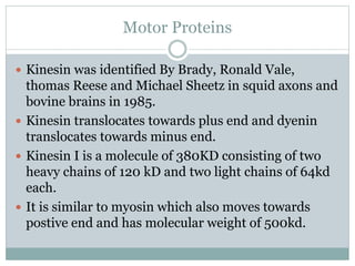 Motor Proteins
 Kinesin was identified By Brady, Ronald Vale,
thomas Reese and Michael Sheetz in squid axons and
bovine brains in 1985.
 Kinesin translocates towards plus end and dyenin
translocates towards minus end.
 Kinesin I is a molecule of 380KD consisting of two
heavy chains of 120 kD and two light chains of 64kd
each.
 It is similar to myosin which also moves towards
postive end and has molecular weight of 500kd.
 