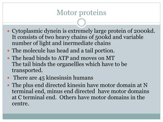 Motor proteins
 Cytoplasmic dynein is extremely large protein of 2000kd.
It consists of two heavy chains of 500kd and variable
number of light and inermediate chains
 The molecule has head and a tail portion.
 The head binds to ATP and moves on MT
The tail binds the organellles which have to be
transported.
 There are 45 kinesinsin humans
 The plus end directed kinesin have motor domain at N
terminal end, minus end directed have motor domains
at C terminal end. Others have motor domains in the
centre.
 