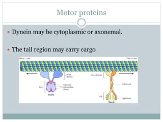 Motor proteins
 Dynein may be cytoplasmic or axonemal.
 The tail region may carry cargo
 