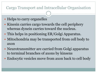 Cargo Transport and Intracellular Organisation
 Helps to carry organelles
 Kinesin carries cargo towards the cell periphery
whereas dynein carries toward the nucleus.
 This helps in positioning ER/Golgi Apparatus.
 Mitochondria may be transported from cell body to
axon
 Neurotransmitter are carried from Golgi apparatus
to terminal branches of axons by kinsens
 Endocytic vesicles move from axon back to cell body
 
