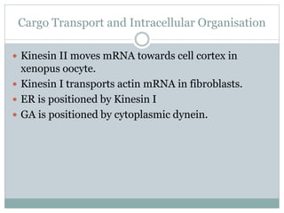 Cargo Transport and Intracellular Organisation
 Kinesin II moves mRNA towards cell cortex in
xenopus oocyte.
 Kinesin I transports actin mRNA in fibroblasts.
 ER is positioned by Kinesin I
 GA is positioned by cytoplasmic dynein.
 