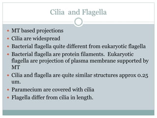 Cilia and Flagella
 MT based projections
 Cilia are widespread
 Bacterial flagella quite different from eukaryotic flagella
 Bacterial flagella are protein filaments. Eukaryotic
flagella are projection of plasma membrane supported by
MT
 Cilia and flagella are quite similar structures approx 0.25
um.
 Paramecium are covered with cilia
 Flagella differ from cilia in length.
 