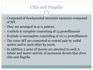 Cilia and Flagella
 Composed of fundamental structure axoneme composed
of MT.
 They are arranged in 9+2 pattern.
 A tubule is complete consisiting of 13 protofilament
 B tubule is incomplete consiisting of 10/11 protofilament
 The outer MT are connected to central pair by radial
spokes and to each other by nexin.
 In addition 2 arms of dyenin are attached to each A
tubule and motor activity of axonemal dynein that drive
cilia and flagella.
 