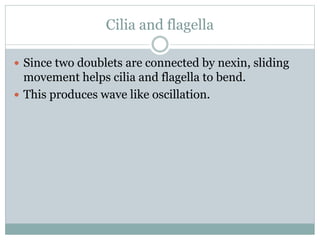 Cilia and flagella
 Since two doublets are connected by nexin, sliding
movement helps cilia and flagella to bend.
 This produces wave like oscillation.
 