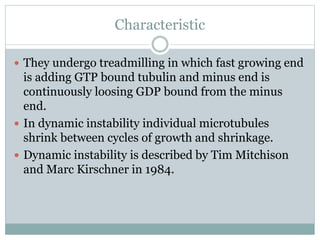 Characteristic
 They undergo treadmilling in which fast growing end
is adding GTP bound tubulin and minus end is
continuously loosing GDP bound from the minus
end.
 In dynamic instability individual microtubules
shrink between cycles of growth and shrinkage.
 Dynamic instability is described by Tim Mitchison
and Marc Kirschner in 1984.
 