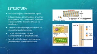 ESTRUCTURA
• Son tubos largos y relativamente rígidos
• Esta compuesto por dímeros de proteínas
globulares α- y β-. Estas ...