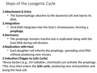 Steps of the Lysogenic Cycle
1.Attachment & Entry
• The bacteriophage attaches to the bacterial cell and injects its
DNA.
2.Integration
• Viral DNA integrates into the host’s chromosome, forming a
prophage.
3.Dormancy
• The prophage remains inactive but is replicated along with the
host DNA during cell division.
4.Replication with Host
• Each daughter cell inherits the prophage, spreading viral DNA
without producing new viruses.
5.Induction (Trigger to Lytic Cycle)
•Stress factors (e.g., UV radiation, chemicals) can activate the prophage.
•The virus then enters the lytic cycle, producing new viral particles and
lysing the host cell.
 