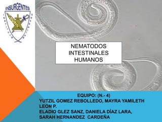 NEMATODOS
INTESTINALES
HUMANOS
EQUIPO: (N.- 4)
YUTZIL GOMEZ REBOLLEDO, MAYRA YAMILETH
LEON P.
ELADIO GLEZ SANZ, DANIELA DÍAZ LARA,
SARAH HERNANDEZ CARDEÑA
 