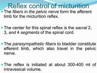 Reflex control of micturition
 The fibers in the pelvic nerve form the afferent
limb for the micturition reflex.
 The center for this spinal reflex is the sacral 2,
3, and 4 segments of the spinal cord.
 The parasympathetic fibers to bladder constitute
efferent limb, which also travel in the pelvic
nerve.
 The reflex is initiated at about 300-400 ml of
intravesical volume.
 