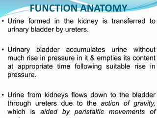 • Urine formed in the kidney is transferred to
urinary bladder by ureters.
• Urinary bladder accumulates urine without
much rise in pressure in it & empties its content
at appropriate time following suitable rise in
pressure.
• Urine from kidneys flows down to the bladder
through ureters due to the action of gravity,
which is aided by peristaltic movements of
FUNCTION ANATOMY
 