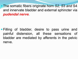  The somatic fibers originate horn S2, S3 and S4
and innervate bladder and external sphincter via
pudendal nerve.
 Filling of bladder, desire to pass urine and
painful distension, all these sensations of
bladder are mediated by afferents in the pelvic
nerve.
 
