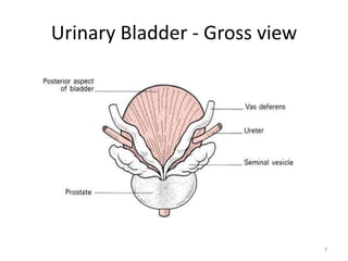 Reflex Bladder Micturation Reflex (2).pptx