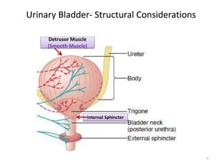 Micturation Reflex (2).pptx