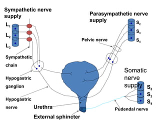 L 1 L 2 L 3 Sympathetic nerve supply Sympathetic  chain Hypogastric  ganglion Hypogastric  nerve Urethra External sphincter Parasympathetic nerve supply S 2 S 3 S 4 S 2 S 3 S 4 Pelvic nerve Pudendal nerve Somatic nerve supply 