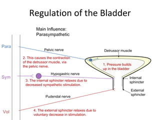 Regulation of the Bladder Main Influence: Parasympathetic Pelvic nerve Detrussor muscle Hypogastric nerve Pudendal nerve Internal sphincter External sphincter Para Sym Vol 1. Pressure builds up in the bladder 2. This causes the contraction of the detrussor muscle, via the pelvic nerve. 3. The internal sphincter relaxes due to decreased sympathetic stimulation. 4. The external sphincter relaxes due to  voluntary decrease in stimulation. 