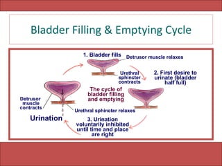 Bladder Filling & Emptying Cycle The cycle of bladder filling and emptying 1. Bladder fills 2. First desire to urinate (bladder half full) Urination 3. Urination voluntarily inhibited until time and place are right Detrusor  muscle contracts Detrusor muscle relaxes Urethral sphincter contracts Urethral sphincter relaxes 