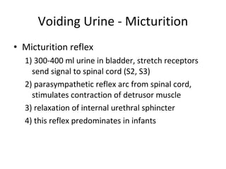 Voiding Urine - Micturition Micturition reflex 1) 300-400 ml urine in bladder, stretch receptors send signal to spinal cord (S2, S3) 2) parasympathetic reflex arc from spinal cord, stimulates contraction of detrusor muscle  3) relaxation of internal urethral sphincter 4) this reflex predominates in infants 