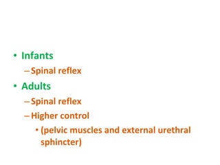 Infants Spinal reflex Adults Spinal reflex  Higher control (pelvic muscles and external urethral sphincter) 
