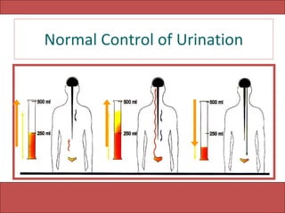 Normal Control of Urination 