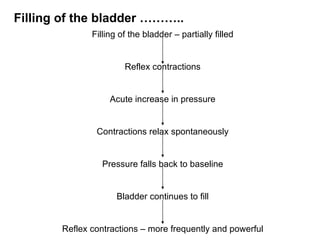 Filling of the bladder – partially filled Reflex contractions Acute increase in pressure Contractions relax spontaneously Pressure falls back to baseline Bladder continues to fill Reflex contractions – more frequently and powerful Filling of the bladder ……….. 