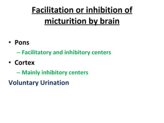 Facilitation or inhibition of micturition by brain Pons Facilitatory and inhibitory centers Cortex Mainly inhibitory centers Voluntary Urination 