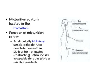Micturition center is located in the  Frontal lobe Function of micturition center  Send tonically  inhibitory  signals to the detrusor muscle to prevent the bladder from emptying (contracting) until a socially acceptable time and place to urinate is available. 