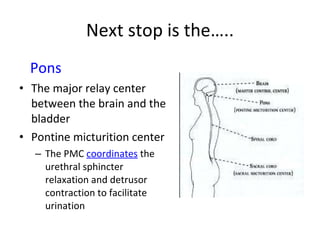 Next stop is the….. Pons The major relay center between the brain and the bladder  Pontine micturition center The PMC  coordinates  the urethral sphincter relaxation and detrusor contraction to facilitate urination 