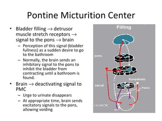 Pontine Micturition Center Bladder filling    detrusor muscle stretch receptors    signal to the pons    brain  Perception of this signal (bladder fullness) as a sudden desire to go to the bathroom Normally, the brain sends an inhibitory signal to the pons to inhibit the bladder from contracting until a bathroom is found.  Brain    deactivating signal to PMC Urge to urinate disappears At appropriate time, brain sends excitatory signals to the pons, allowing voiding 