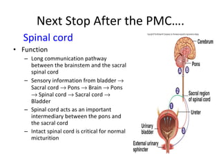 Spinal cord   Function  Long communication pathway between the brainstem and the sacral spinal cord Sensory information from bladder    Sacral cord    Pons    Brain    Pons    Spinal cord    Sacral cord    Bladder Spinal cord acts as an important intermediary between the pons and the sacral cord Intact spinal cord is critical for normal micturition Next Stop After the PMC…. 