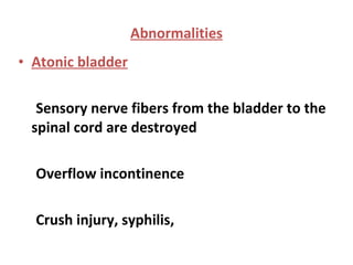 Abnormalities Atonic bladder Sensory nerve fibers from the bladder to the spinal cord are destroyed Overflow incontinence Crush injury, syphilis,  