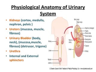 Physiological Anatomy of Urinary System Kidneys  (cortex, medulla, nephron, pelvis ) Ureters  (mucosa, muscle, fibrous) Urinary Bladder  (body, neck), (mucosa,muscle, fibrous) (detrusor, trigone) Urethra   Internal and External  sphincters   