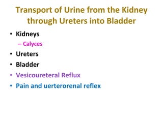 Transport of Urine from the Kidney through Ureters into Bladder Kidneys Calyces Ureters Bladder Vesicoureteral Reflux Pain and uerterorenal reflex 