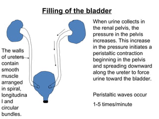 Filling of the bladder When urine collects in the renal pelvis, the pressure in the pelvis increases. This increase in the pressure initiates a peristaltic contraction beginning in the pelvis and spreading downward along the ureter to force urine toward the bladder.  Peristaltic waves occur 1-5 times/minute The walls of ureters contain smooth muscle arranged in spiral, longitudinal and circular bundles. 