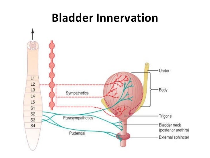 Micturation reflex by Dr Irum