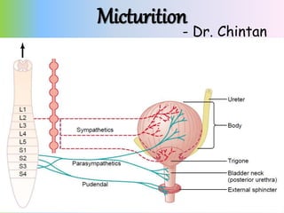 Micturition
- Dr. Chintan
 