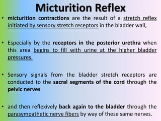 Micturition Reflex
• Once a micturition reflex has occurred but has not
succeeded in emptying the bladder,
• the nervous e...