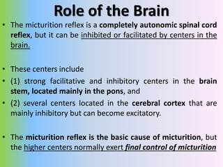 Abnormalities of Micturition
• Atonic Bladder Caused by Destruction of Sensory Nerve Fibers
- preventing transmission of s...