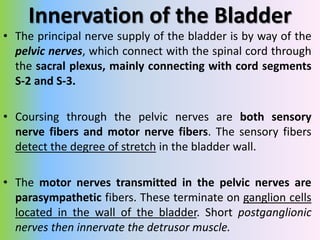 Innervation of the Bladder
• skeletal motor fibers transmitted through the pudendal
nerve to the external bladder sphincte...