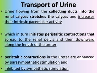 The Cystometrogram
• When there is no urine in the bladder, the intravesicular
pressure is about 0,
• but by the time 30 t...