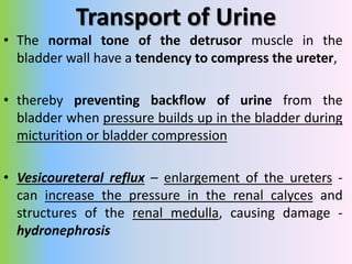 The Cystometrogram
• Superimposed on the tonic pressure changes during
filling of the bladder are periodic acute increases...