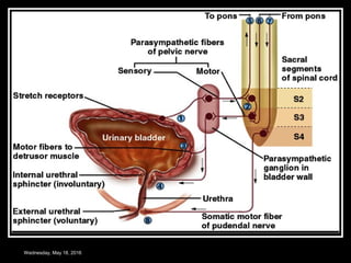 Micturition: Anatomy and Physiology  ditki medical and biological sciences