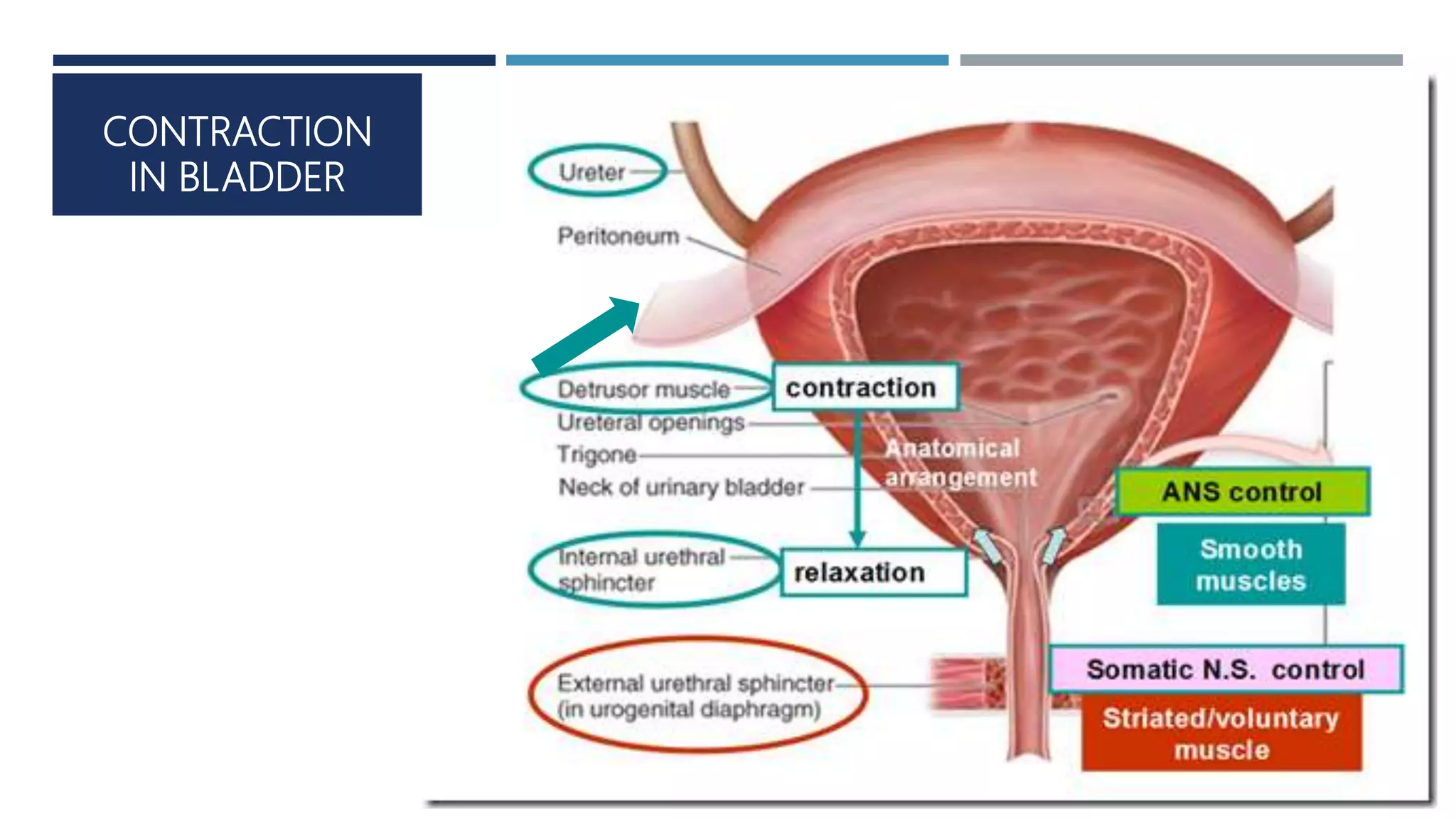Micturition | PPTX