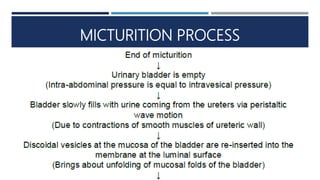 Micturition | PPTX