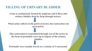 Renal Physiology - Micturition, Functional anatomy of Urinary Bladder ...